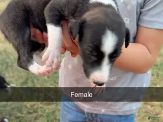 Greyhound dogs Girl 3 - Ad 6