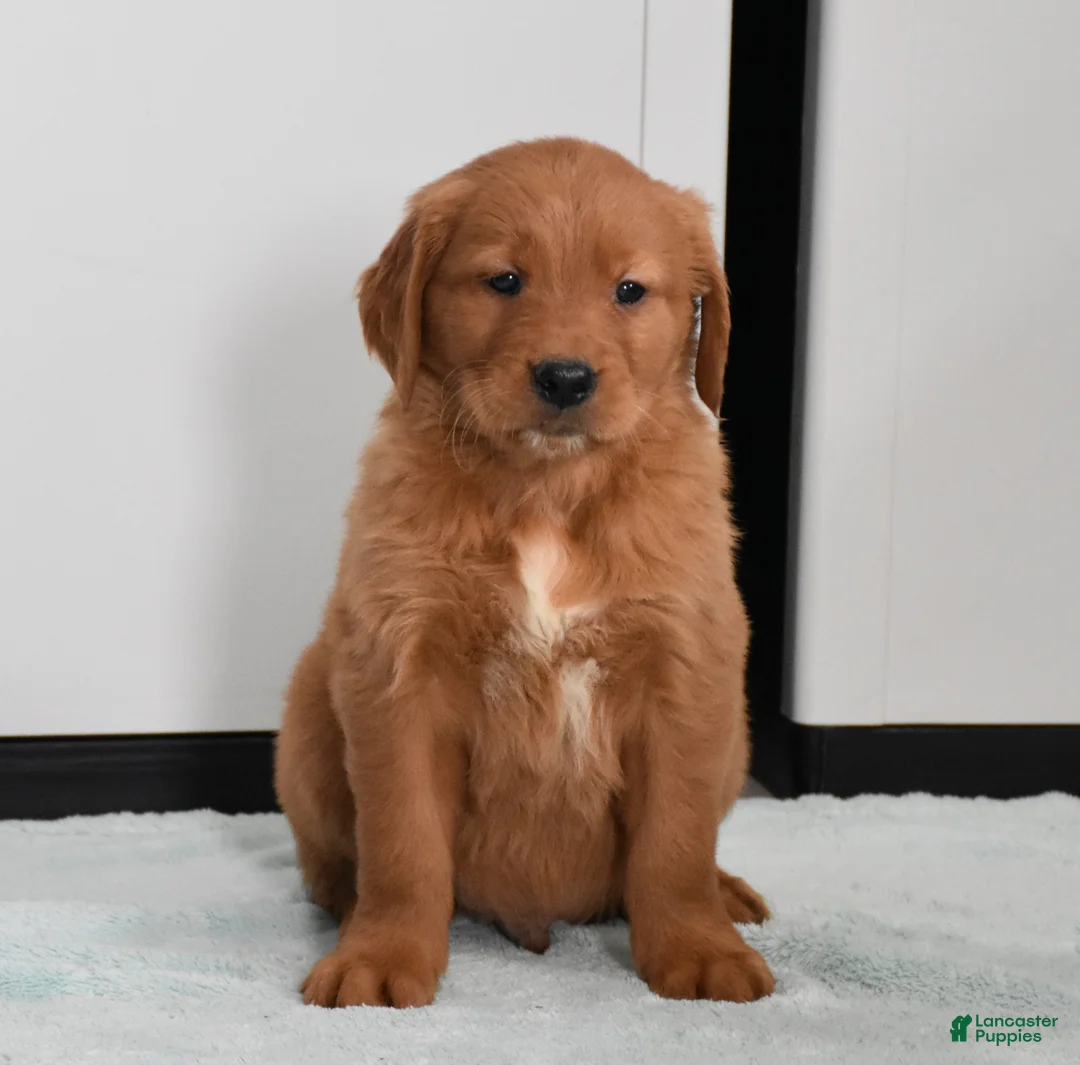 Golden Retriever dogs for sale: Walter    Genetic/OFA - Ad 19