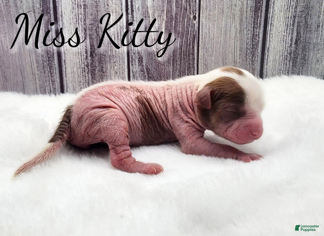 Mixed Breed dogs for sale: Miss Kitty - Ad 1