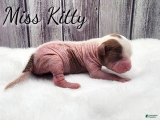 Mixed Breed dogs Miss Kitty - Ad 4