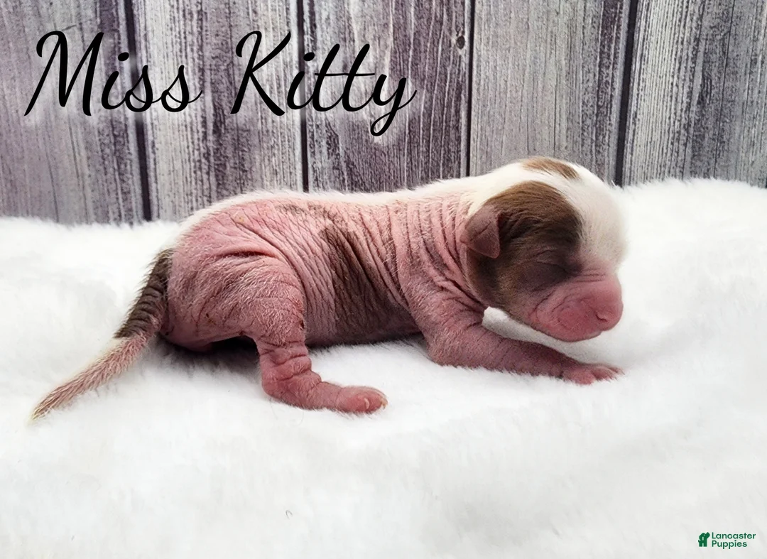 Mixed Breed dogs for sale: Miss Kitty - Ad 4