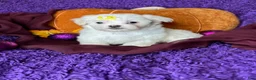 Maltese dogs for sale: Holly - Ad 2