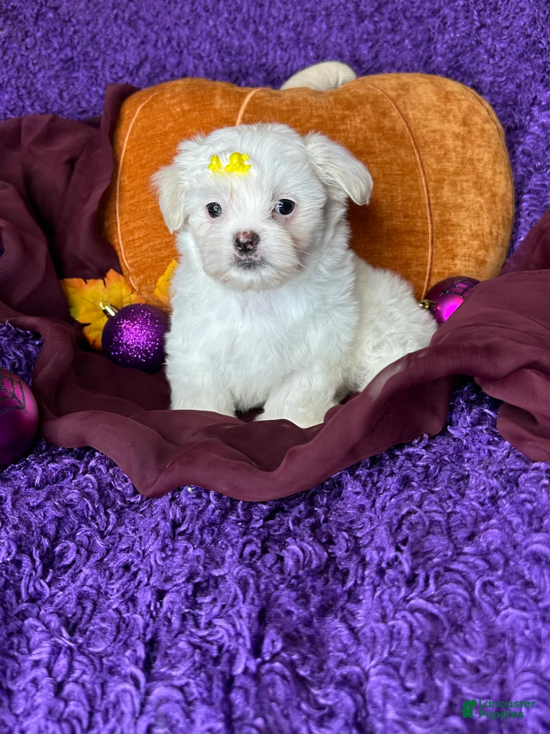 Maltese dogs for sale: Holly - Ad 2