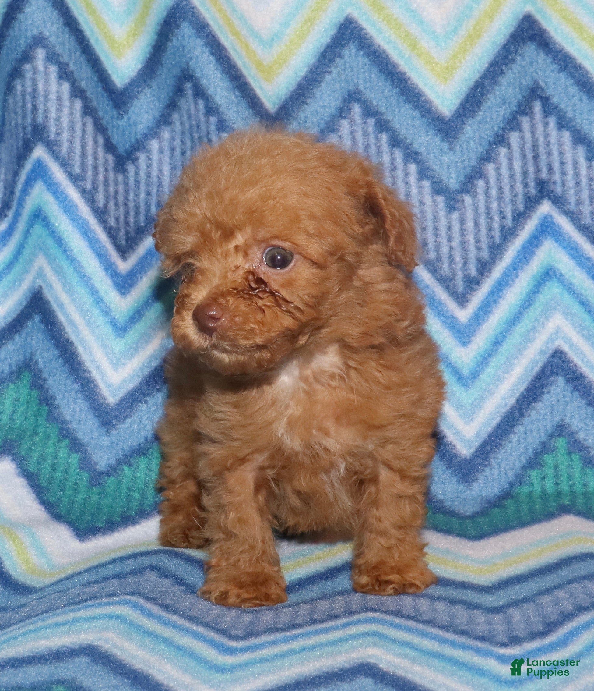 Toy Poodle dogs for sale: Double T Summer’s apricot male - Ad 6