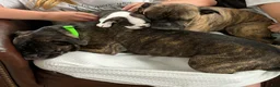 Boston Terrier dogs for sale: Jesse  - Ad 9
