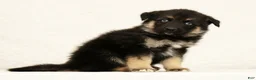 Gerberian Shepsky dogs for sale: Tito - Ad 3
