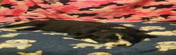 Border Collie dogs for sale: GiGi (Call-Text) - Ad 7