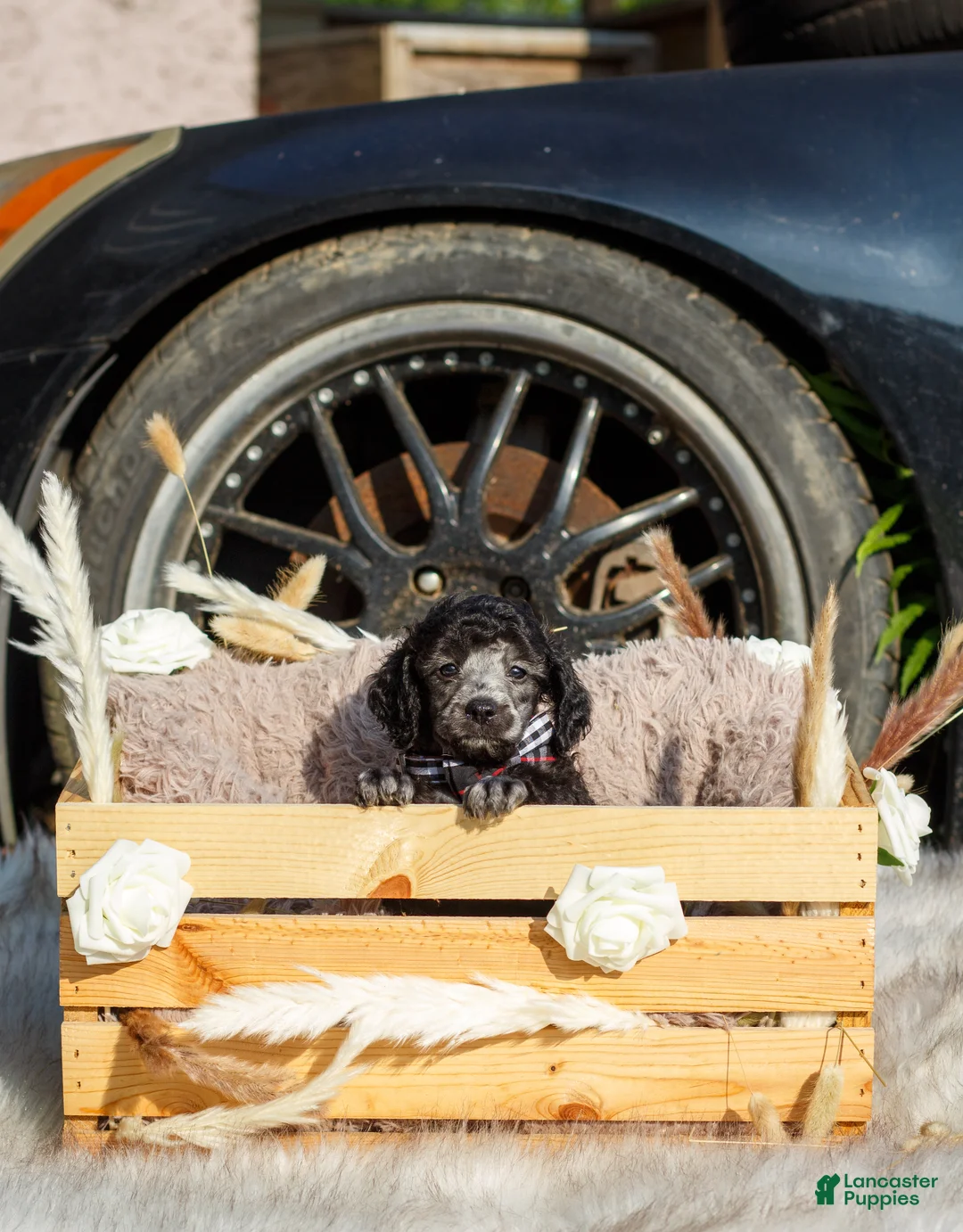 Toy Poodle dogs for sale: Toy Poodle Puppy 2 - Ad 2