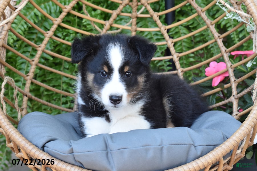 Shetland Sheepdog dogs Hero - Ad 1