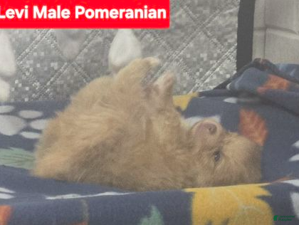 Pomeranian dogs Levi - Ad 2