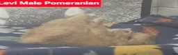 Pomeranian dogs for sale: Levi - Ad 2