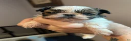 Shih Tzu dogs for sale: Jewel - Ad 5