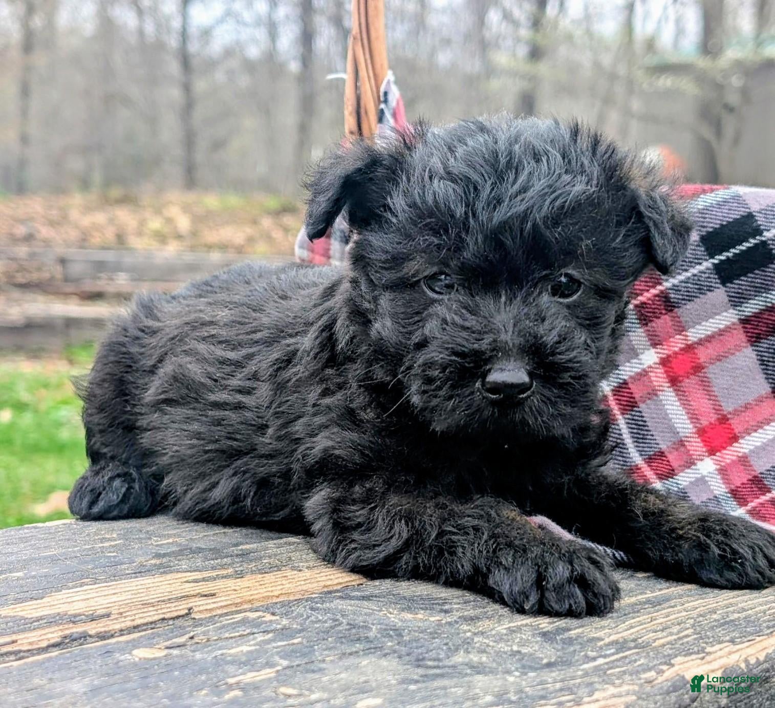 Mixed Breed dogs River - Ad 2