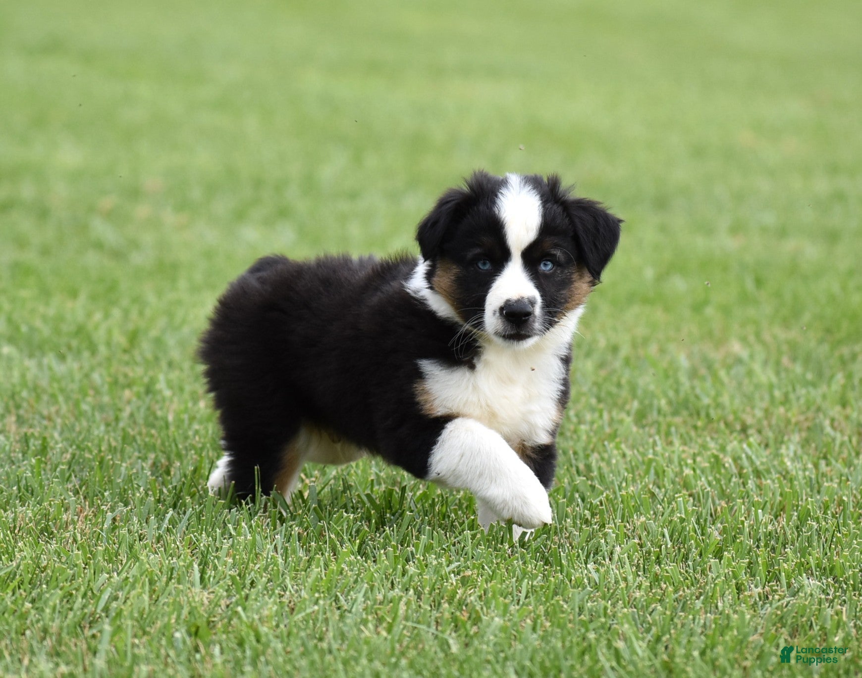 Miniature Australian Shepherd dogs Cash - Ad 1