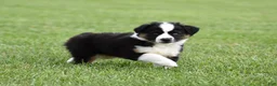 Miniature Australian Shepherd dogs for sale: Cash - Ad 1