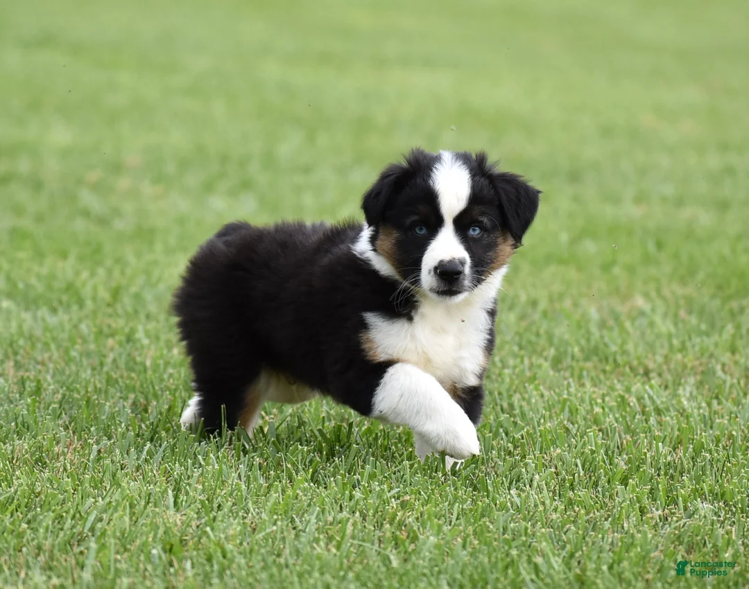 Miniature Australian Shepherd dogs for sale: Cash - Ad 1