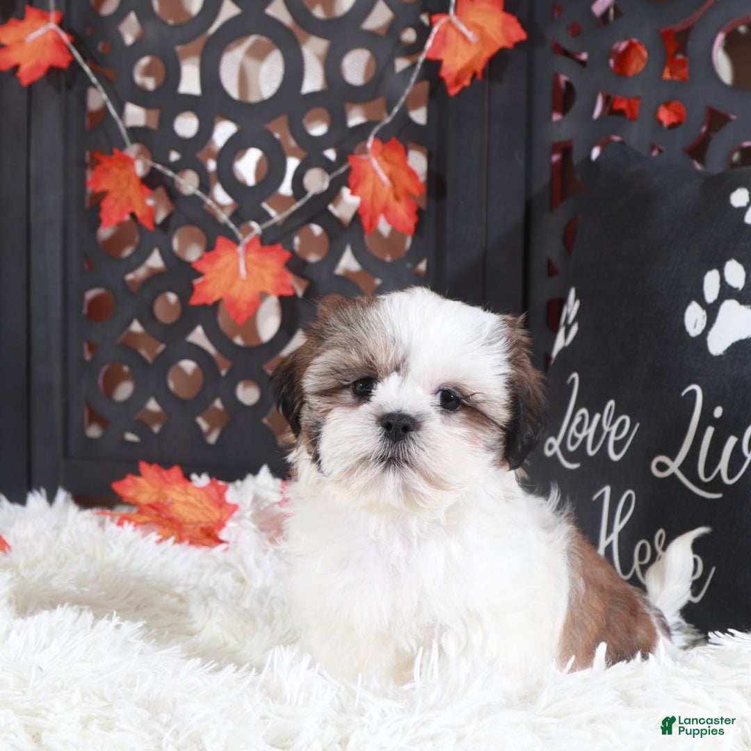 Shih Tzu dogs for sale: Pumpkin - Ad 2
