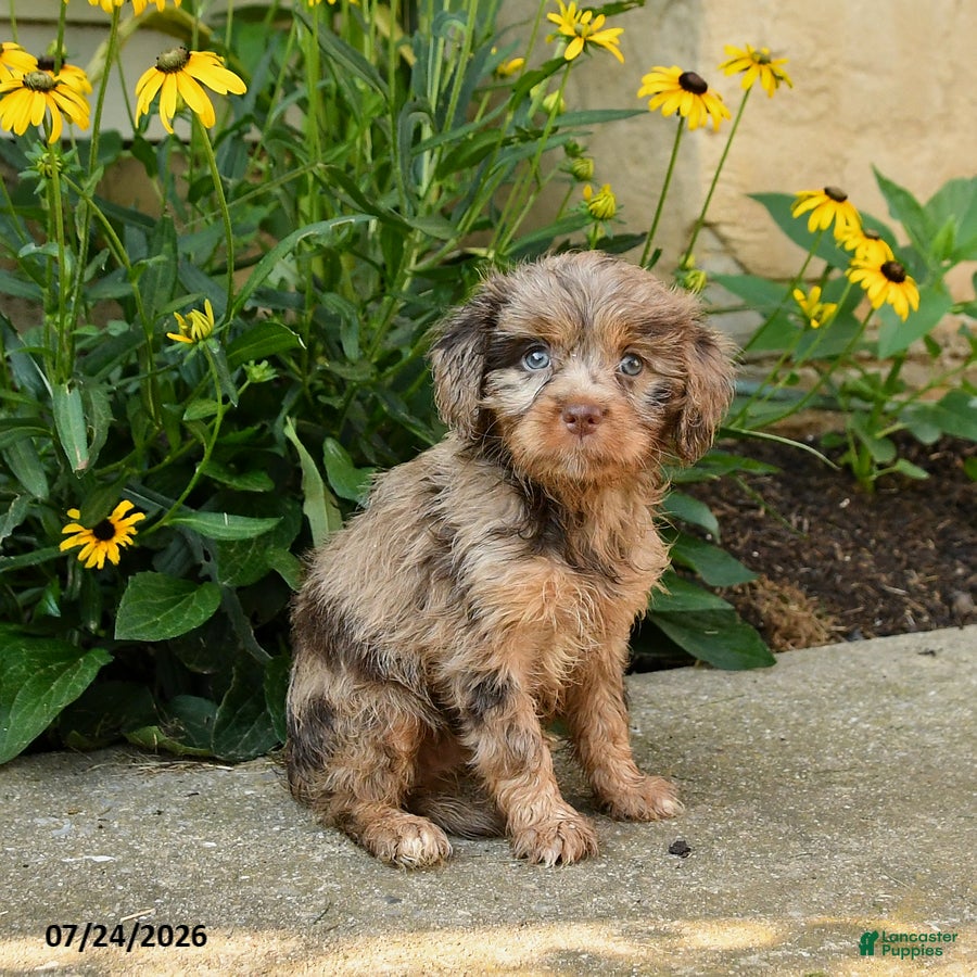Cavapoo dogs Trixie - Ad 1