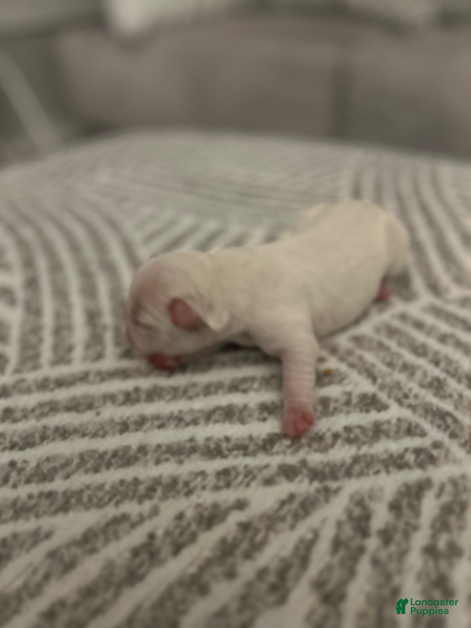 French Bulldog dogs for sale: French Bulldog Puppy 5 - Ad 1