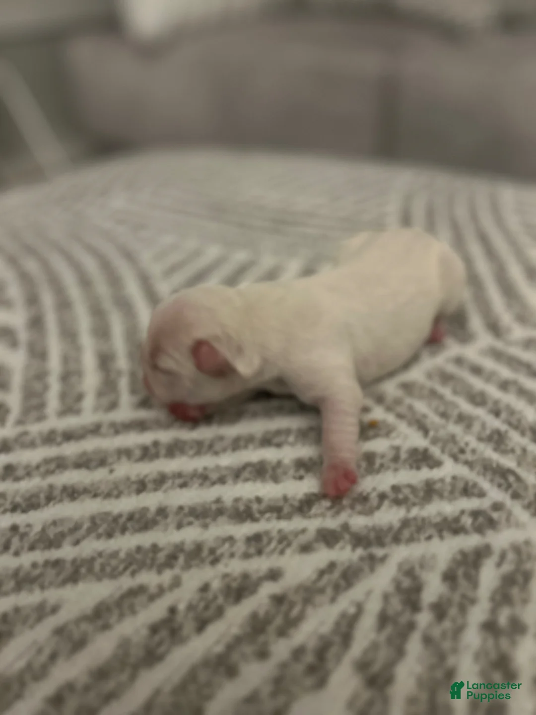 French Bulldog dogs for sale: French Bulldog Puppy 5 - Ad 1