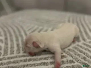 French Bulldog dogs for sale: French Bulldog Puppy 5 - Ad 1