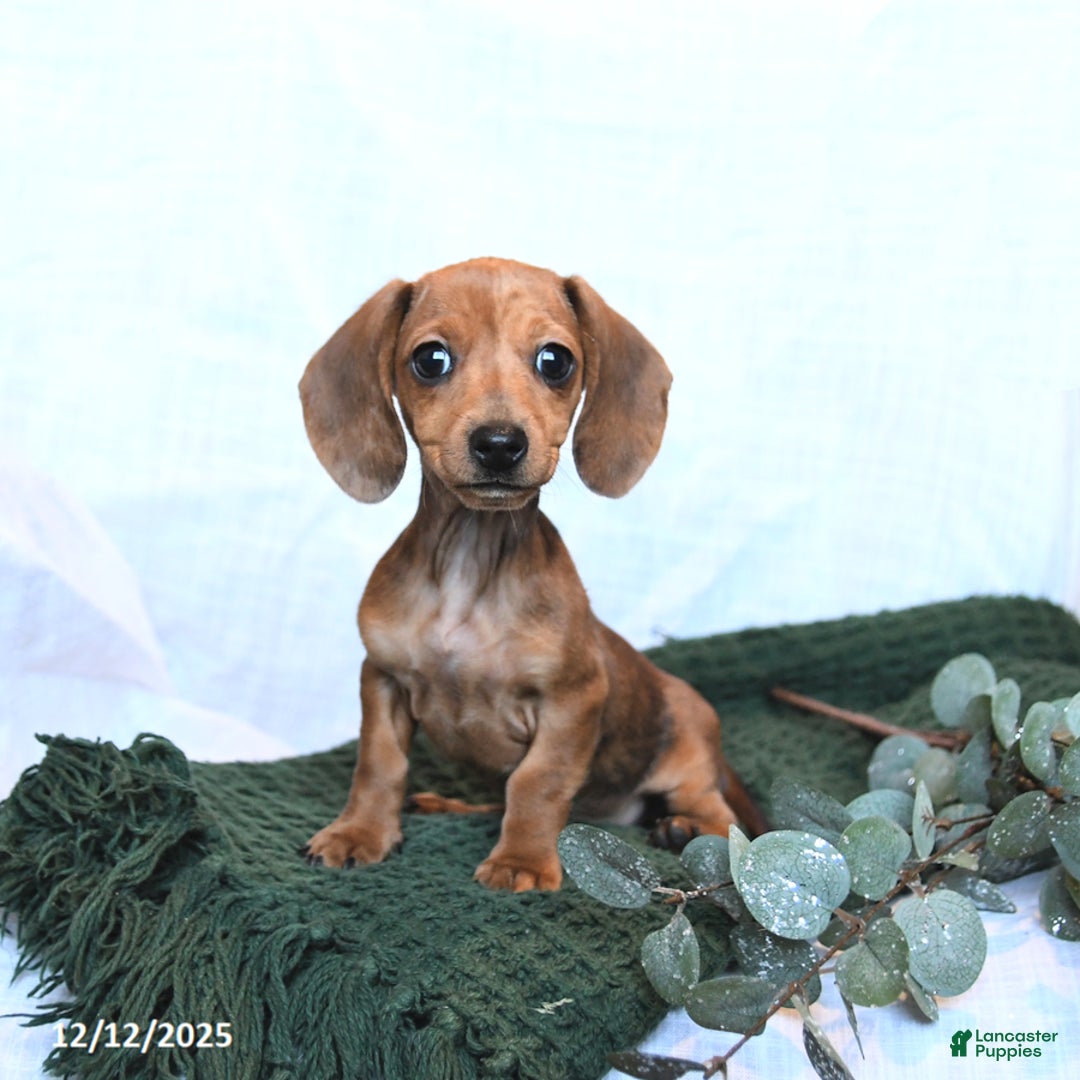 Miniature Dachshund dogs for sale: Joy - Ad 2