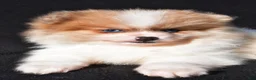 Pomeranian dogs for sale: Indie - Ad 11