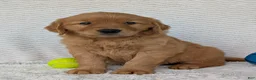 Golden Retriever dogs for sale: Domino  - Ad 6