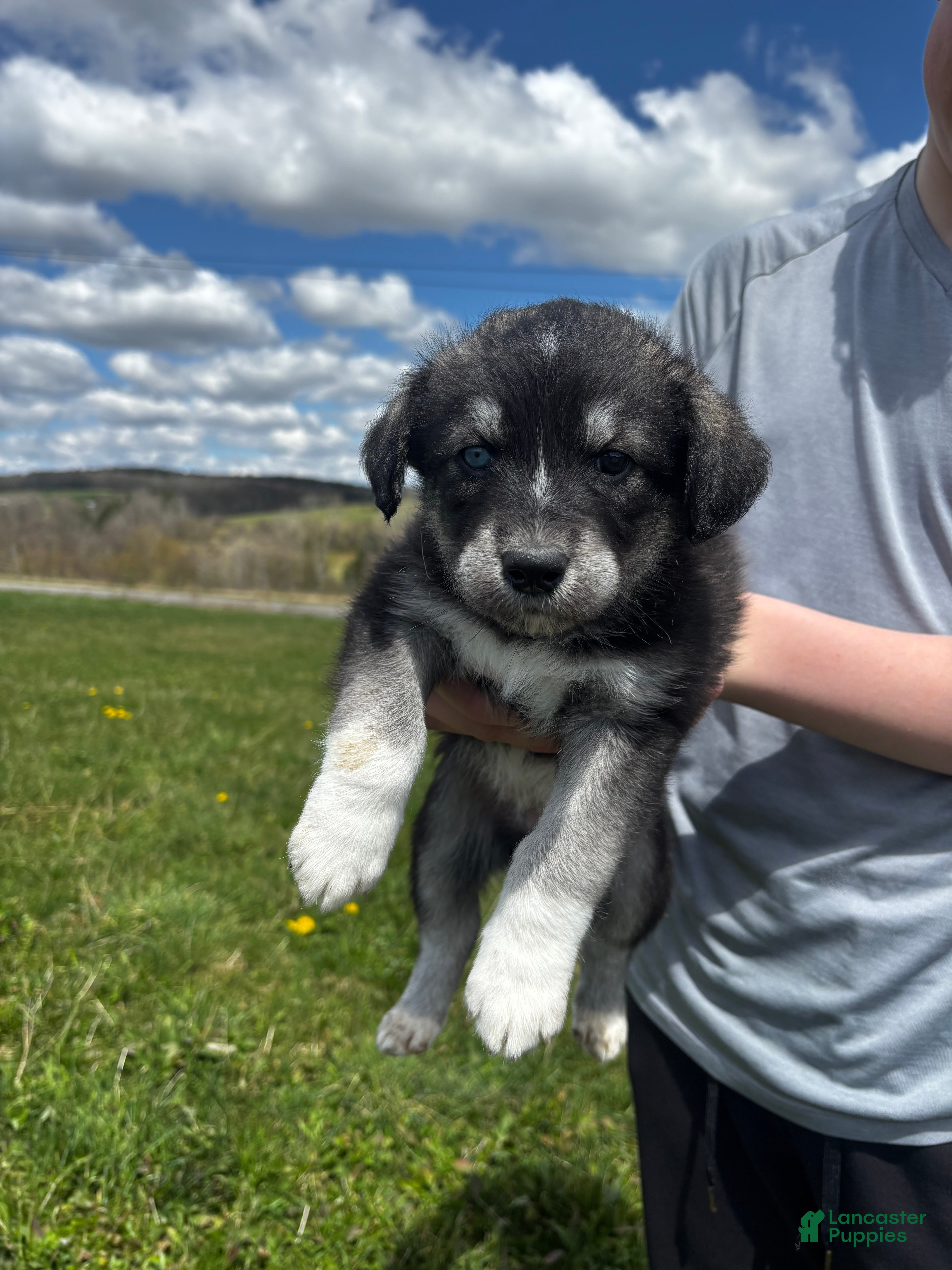 Huskipoo dogs Ducky - Ad 3