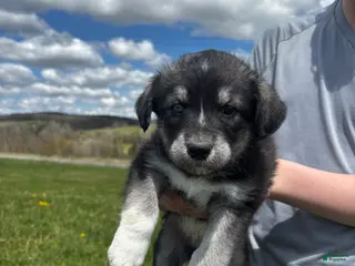 Huskipoo dogs Ducky - Ad 1