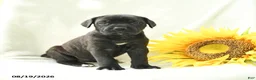 Cane Corso dogs for sale: Bella   - Ad 1