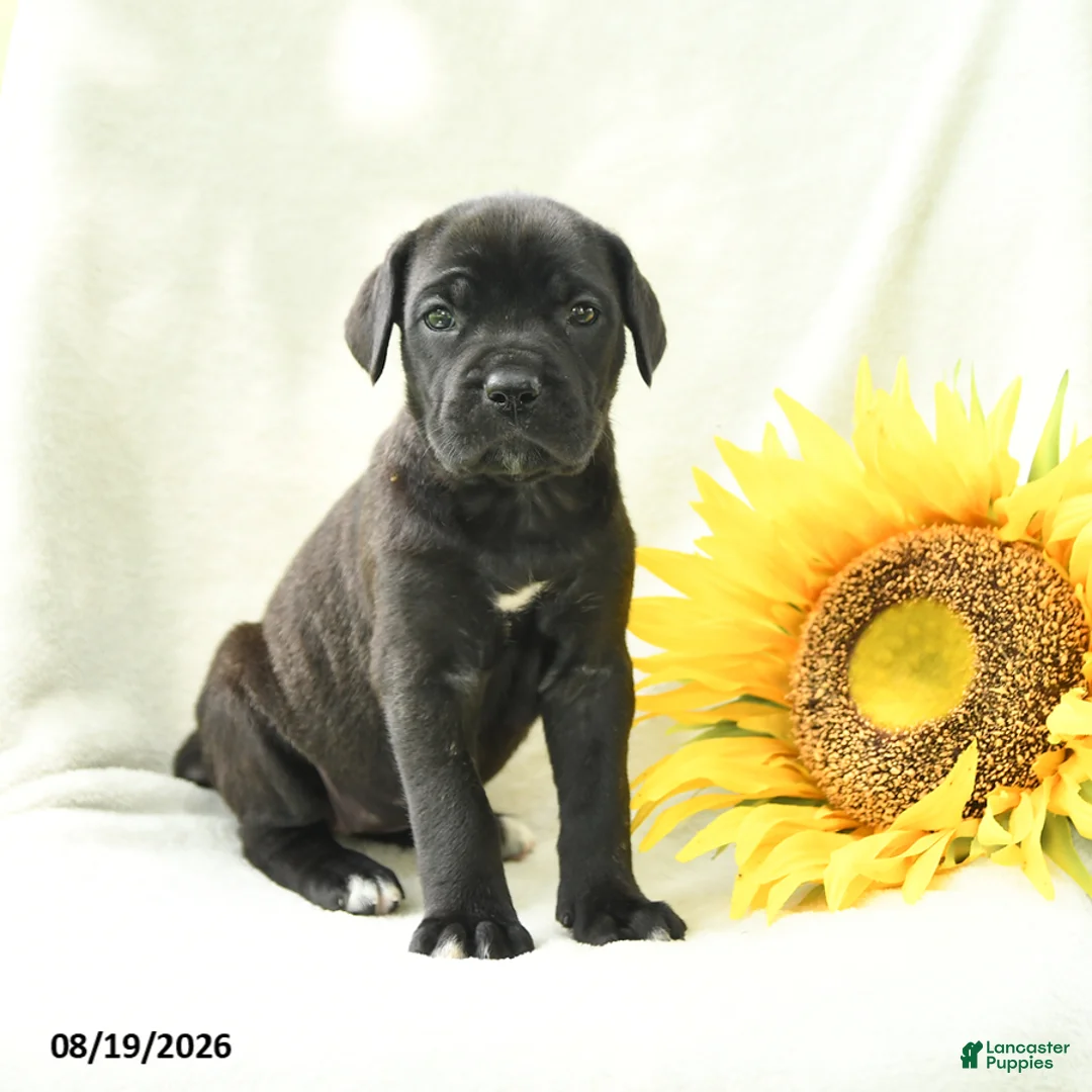 Cane Corso dogs for sale: Bella   - Ad 1