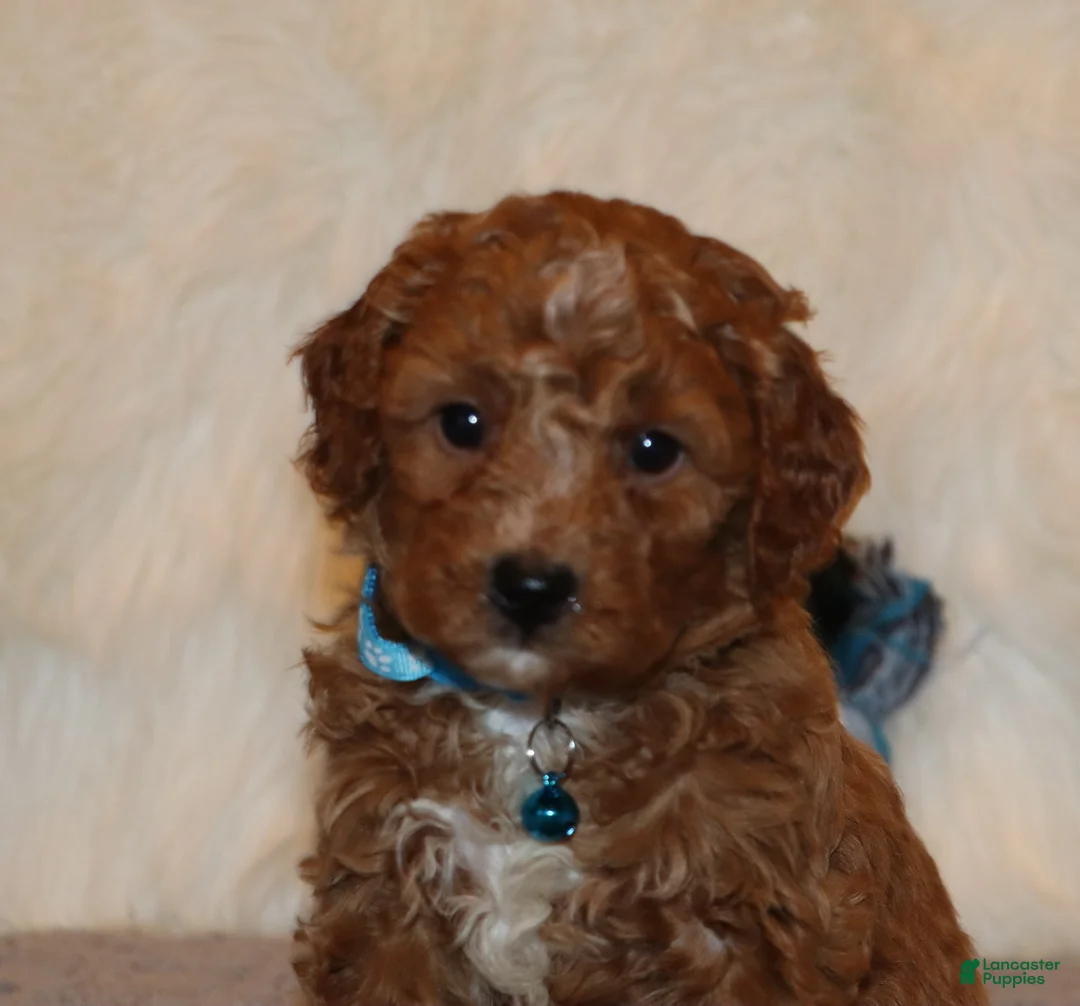 Mini Goldendoodle dogs for sale: Thomas 💙 Micro Miniature - Ad 10