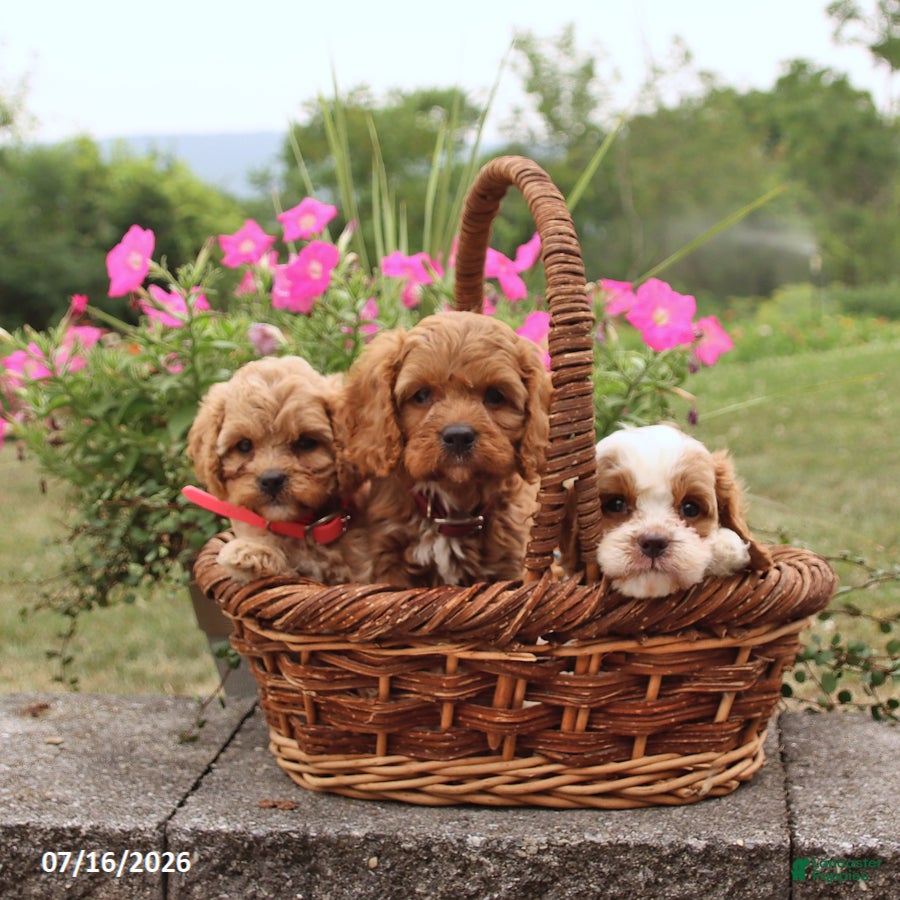 Cavapoo dogs Marlow - Ad 2