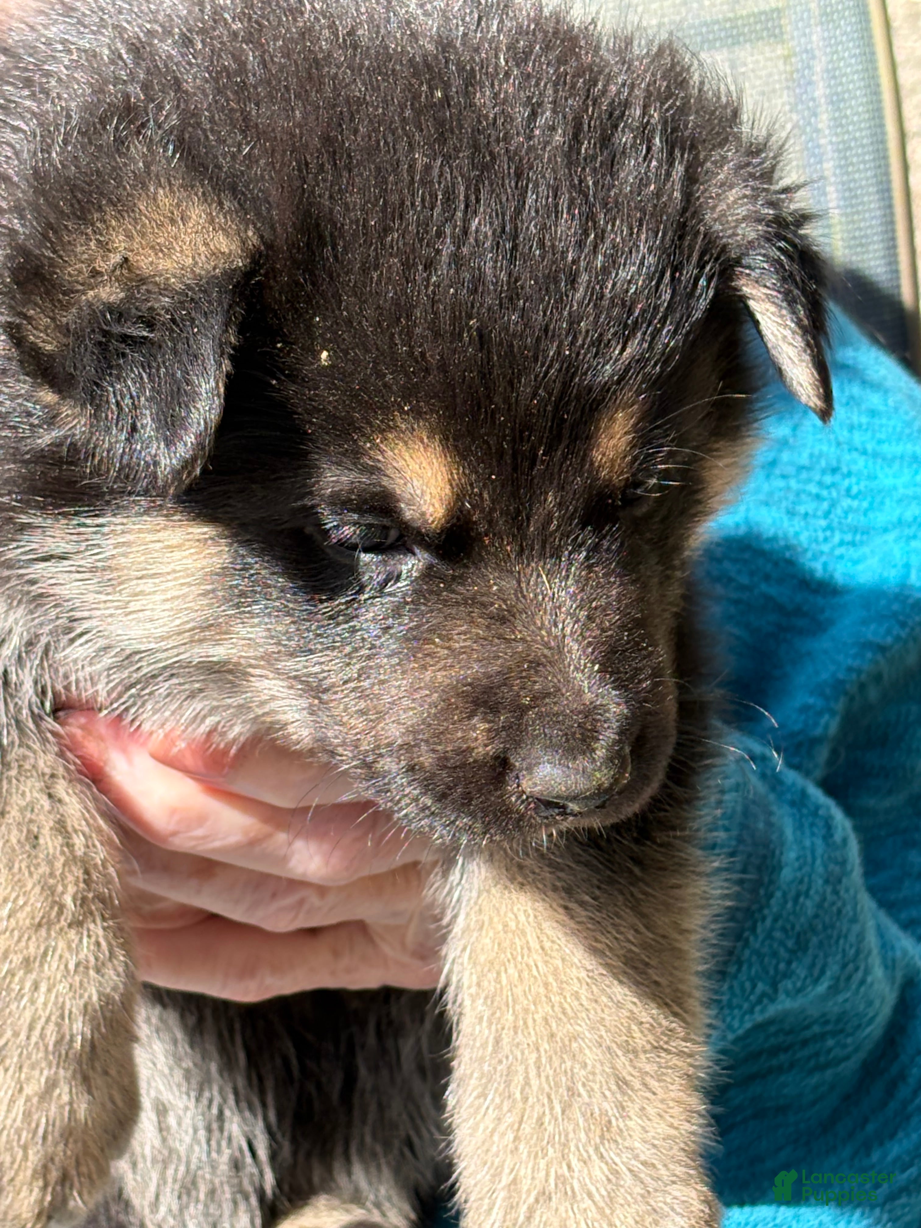 Mixed Breed dogs Mixed Breed Puppy 4 - Ad 17