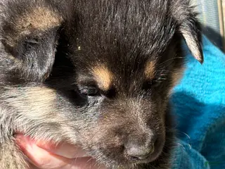 Mixed Breed dogs Mixed Breed Puppy 4 - Ad 17