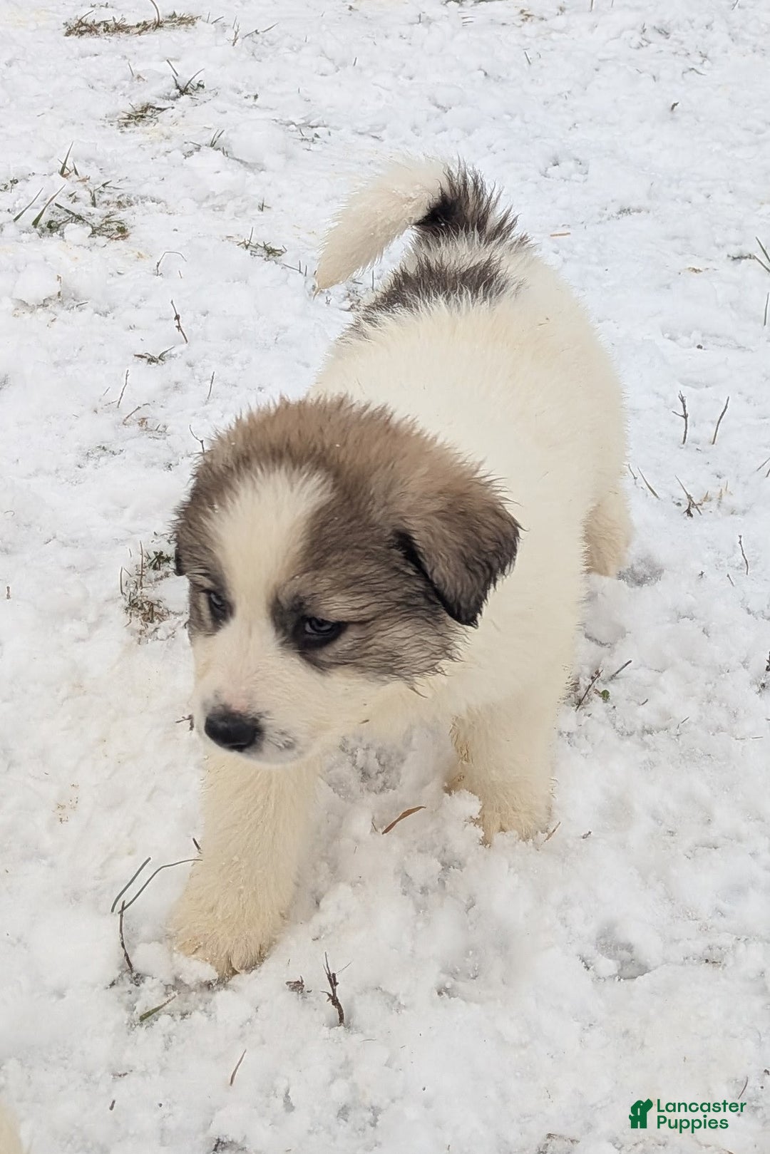 Great Pyrenees dogs for sale: Spot - Ad 2
