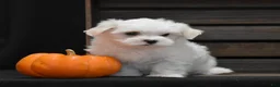 Maltese dogs for sale: Niko - Ad 2