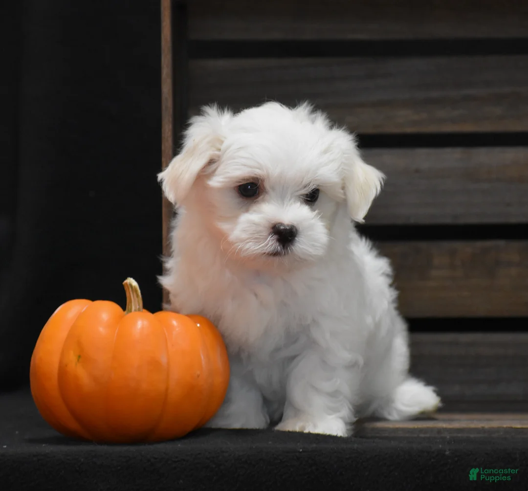 Maltese dogs for sale: Niko - Ad 2