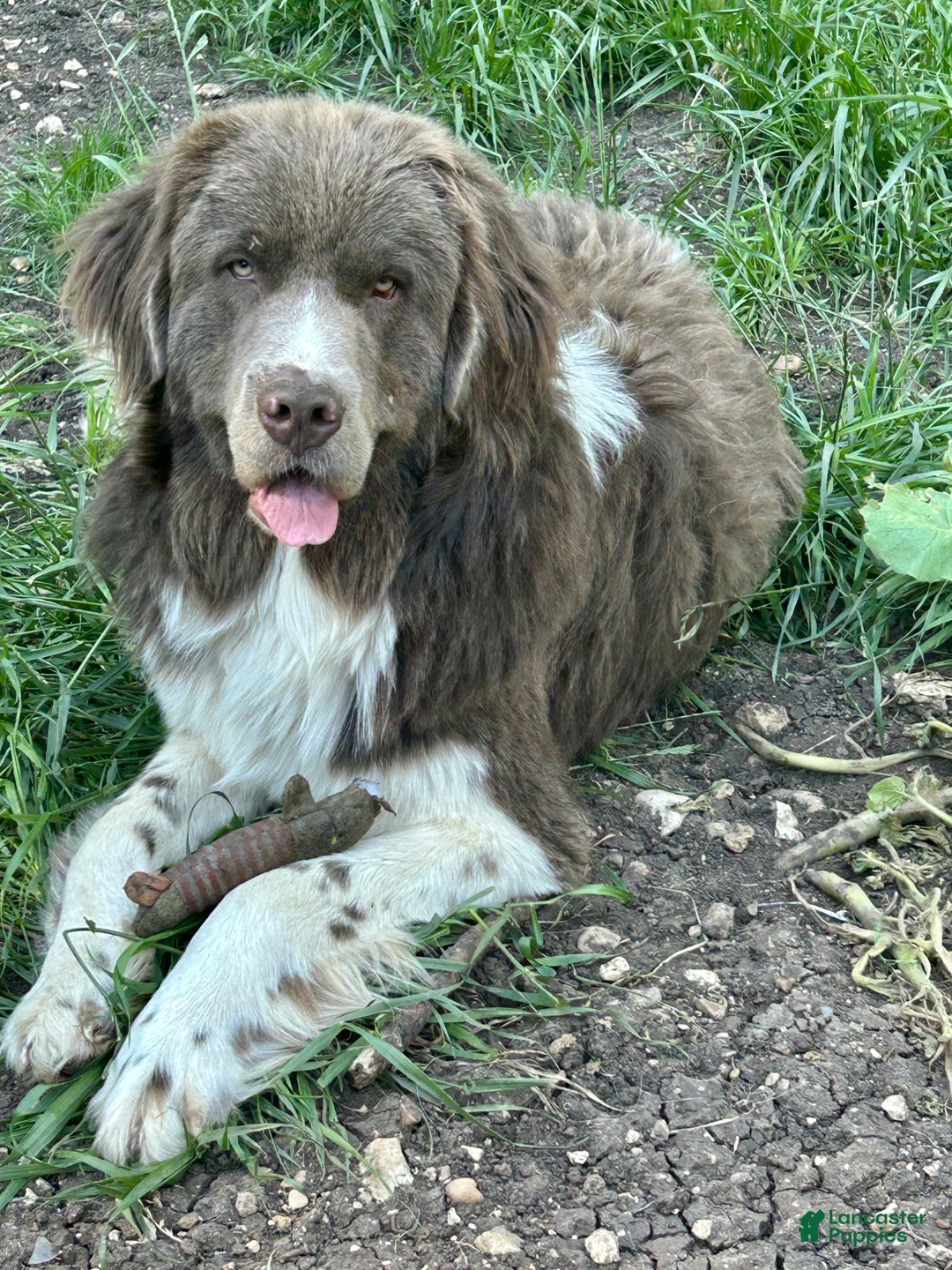 Newfoundland dogs for sale: Comet  - Ad 8
