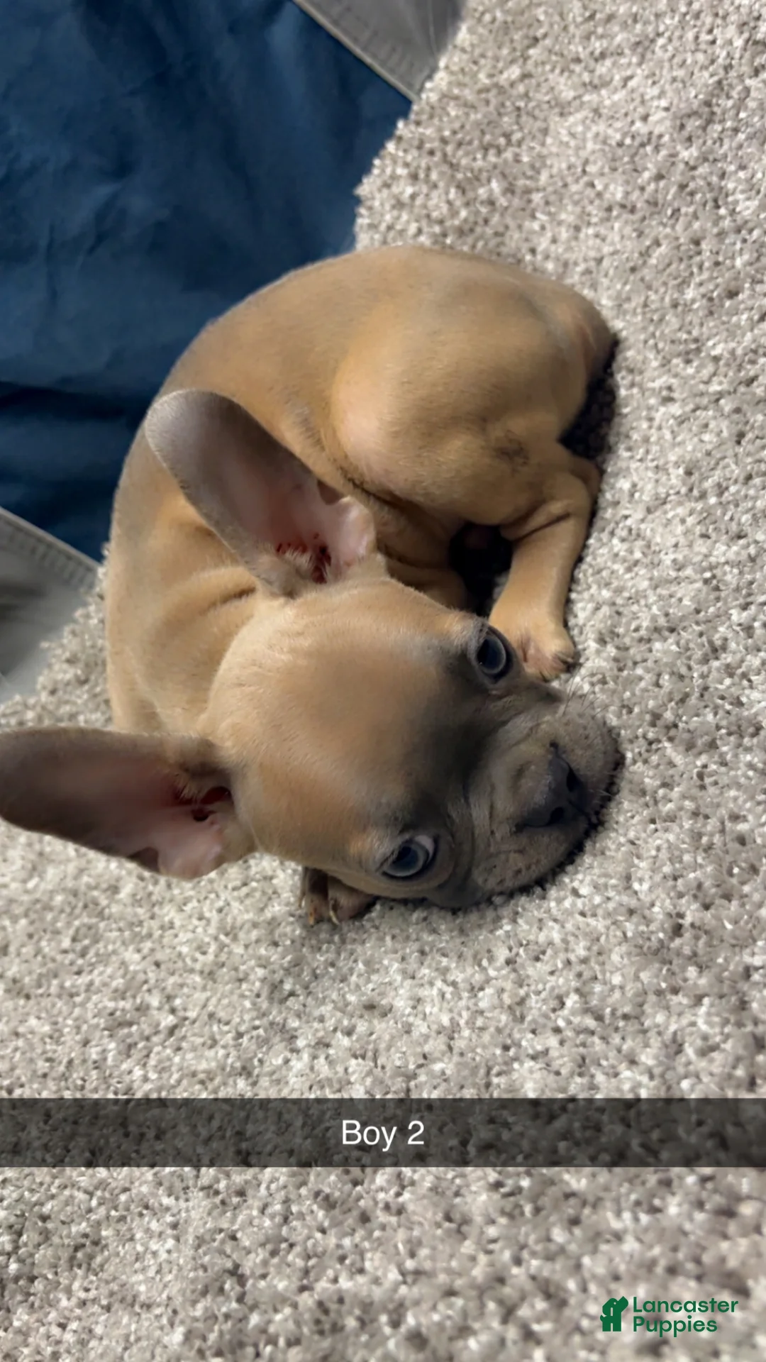 French Bulldog dogs for sale: French Bulldog Puppy 2 - Ad 1
