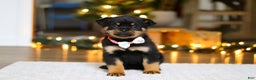 Rottweiler dogs for sale: Raven - Ad 4