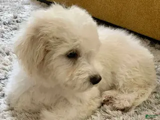 Miniature Poodle dogs Leo - Ad 5