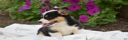 Welsh Corgi Pembroke dogs for sale: Rosie - Ad 7