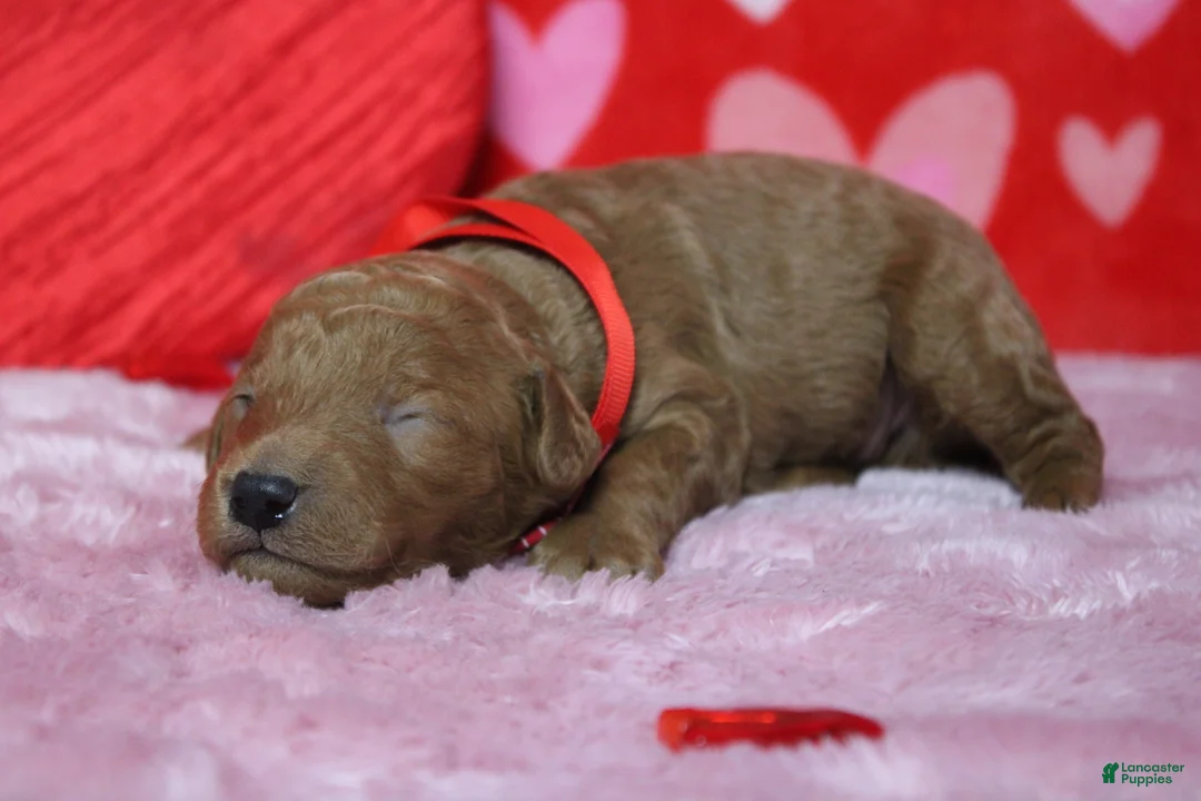 Goldendoodle dogs for sale: Sprite  - Ad 7