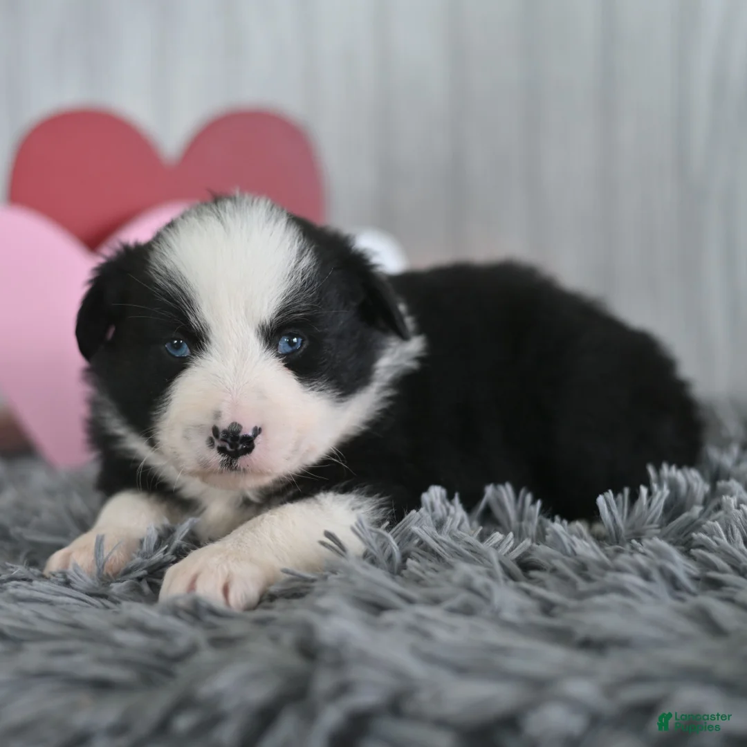 Miniature Australian Shepherd dogs for sale: Cody  - Ad 1