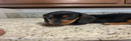 Miniature Dachshund dogs for sale: Wells - Ad 4