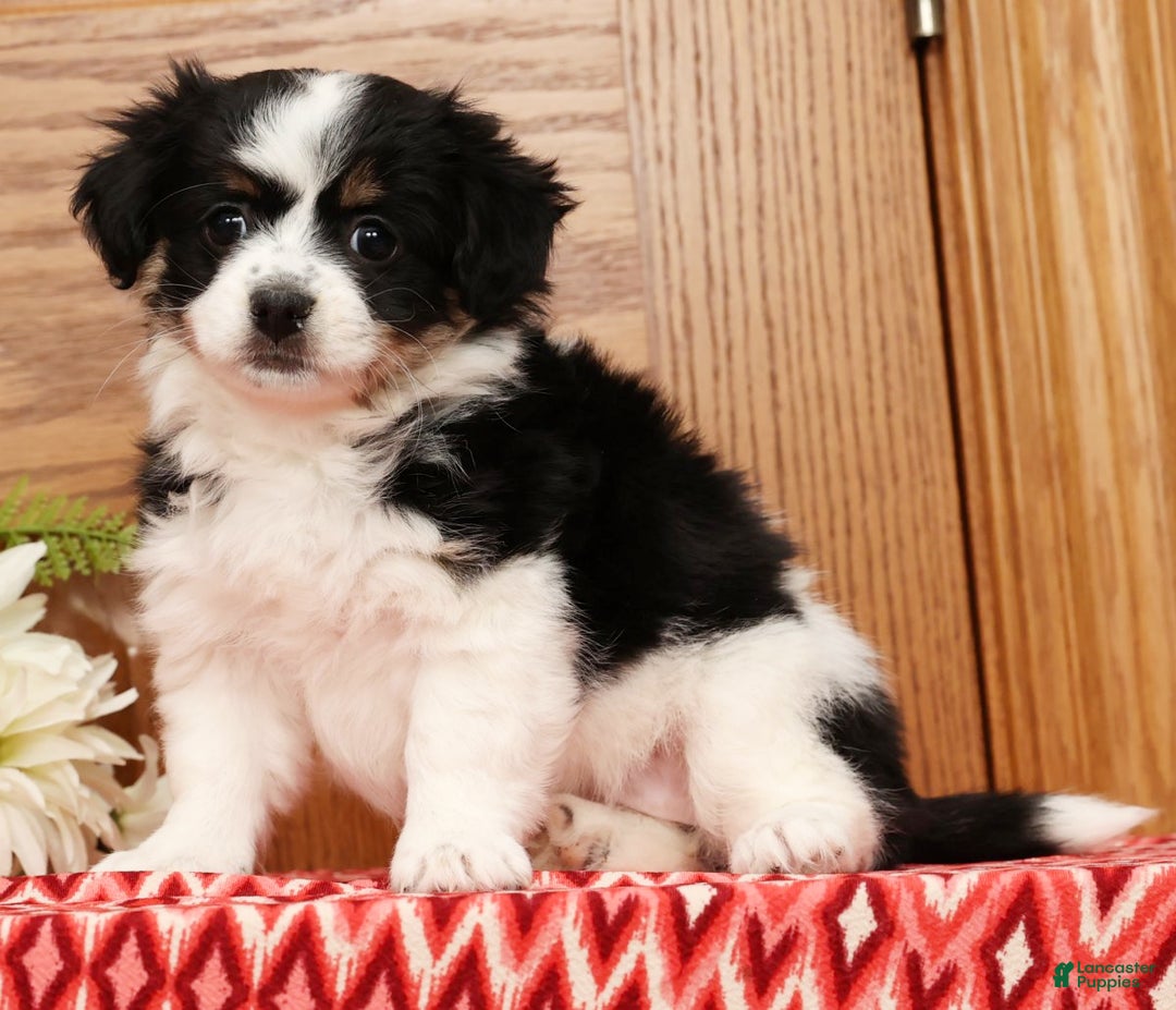 Havanese dogs for sale: Trisha - Ad 5