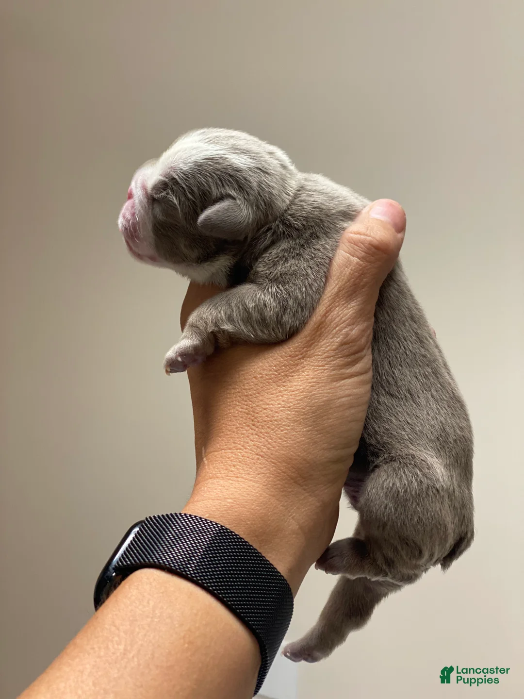 English Bulldog dogs for sale: SQUISHY PAWS - Ad 2