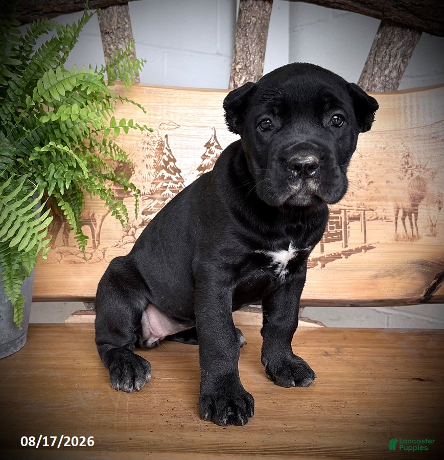 Cane Corso dogs Shadow - Ad 1